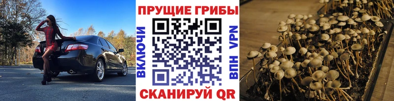 Псилоцибиновые грибы Cubensis Островной